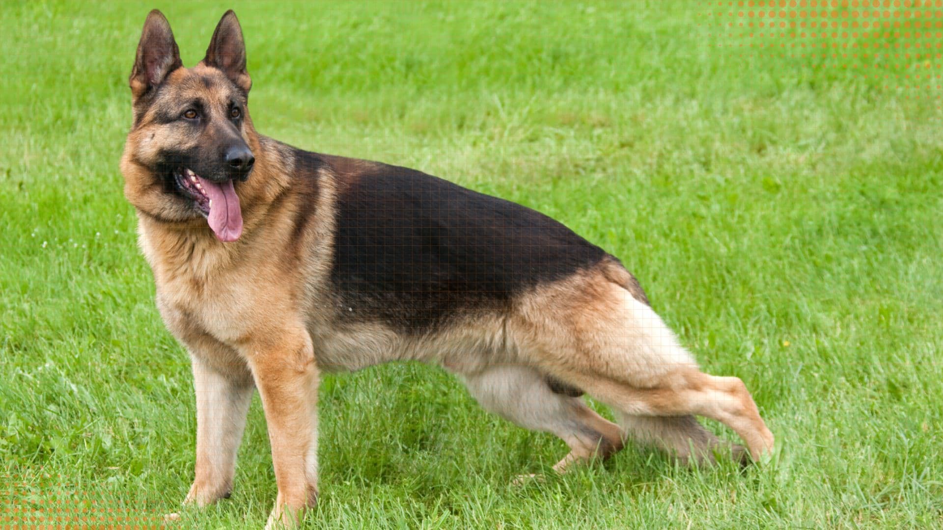 German Shepherd — Health, Symptoms & Care Records