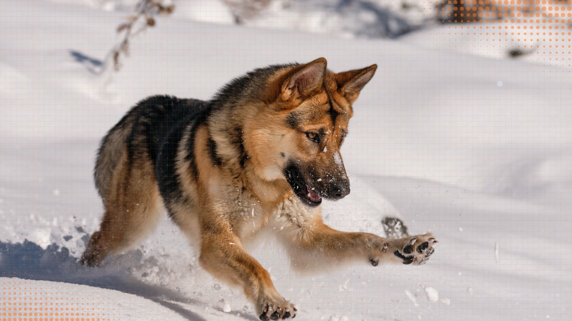 German Shepherd — Grooming, Exercise & Lifestyle