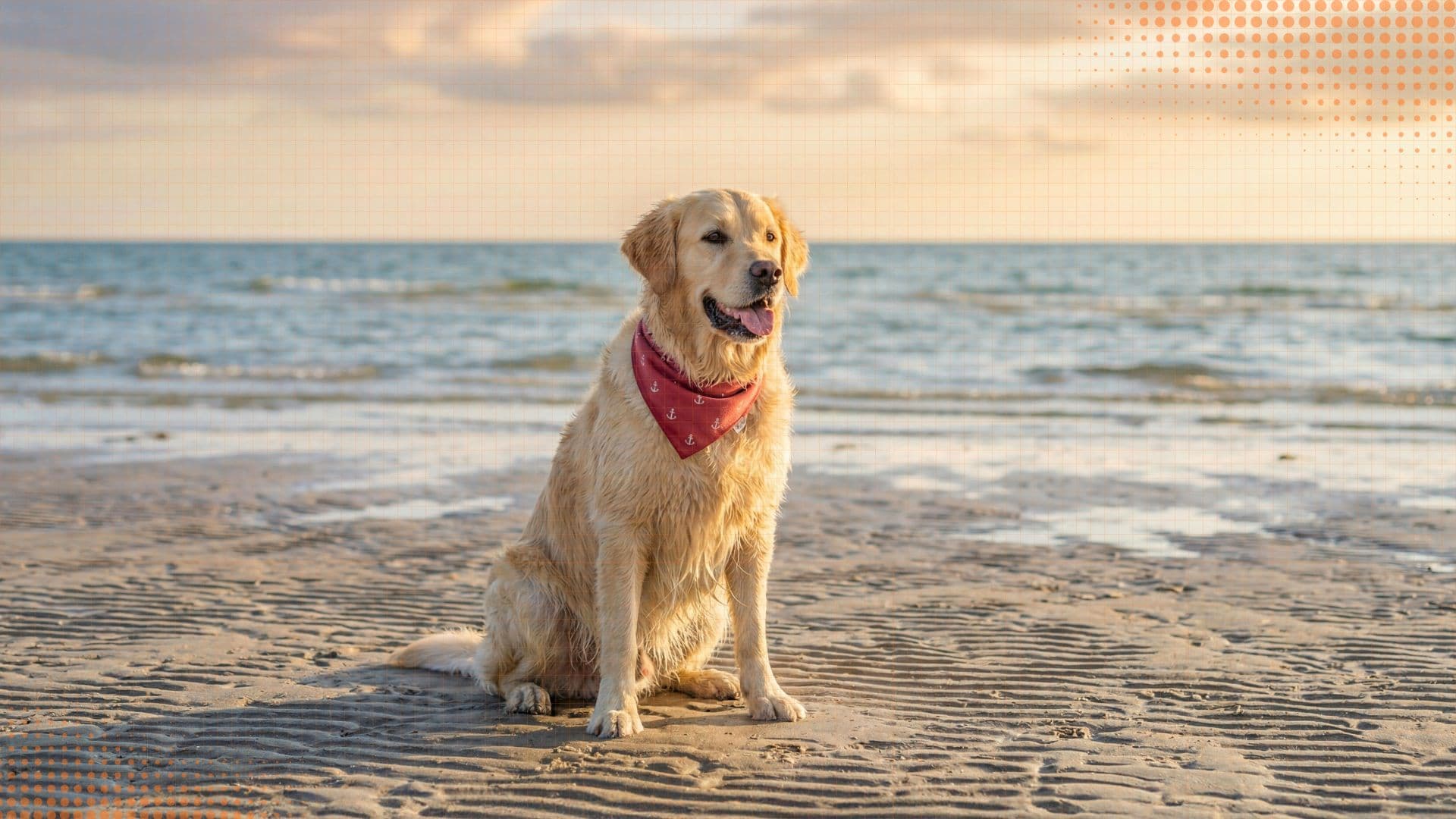 Labrador Retriever — Feeding & Nutrition Guide