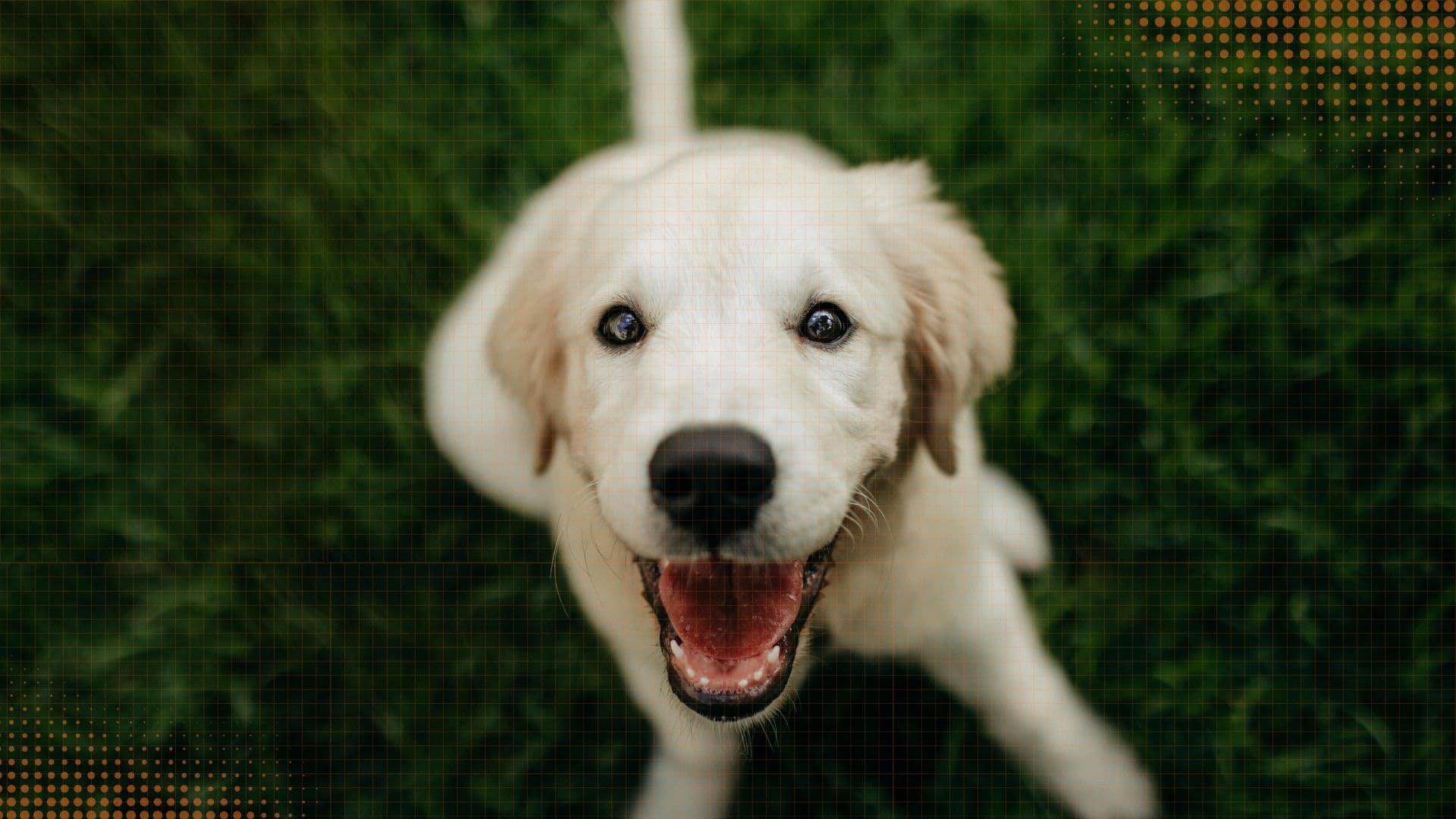 Labrador Retriever — Training & Behavior Guide