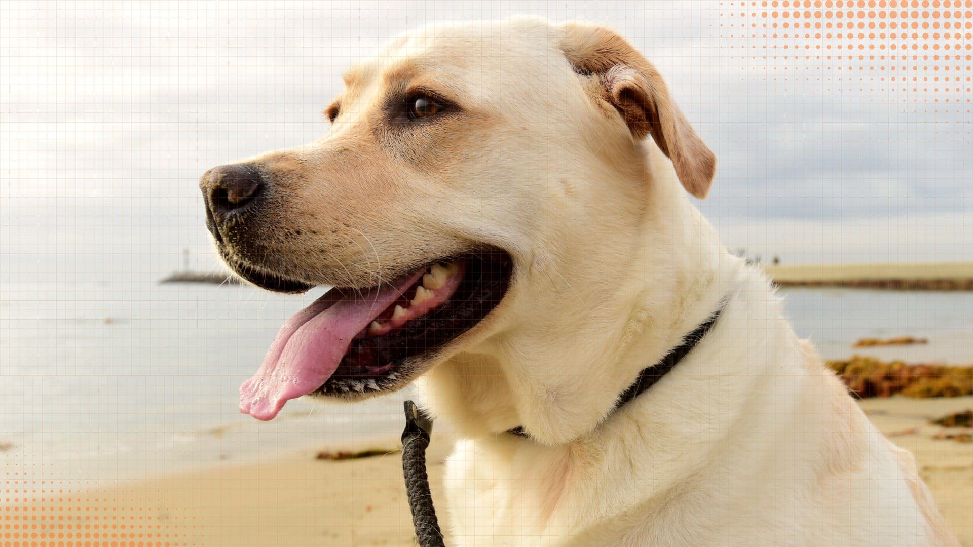 Labrador Retriever — Health, Symptoms & Care Records